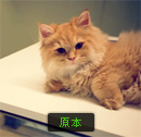 原本