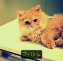 フィルム